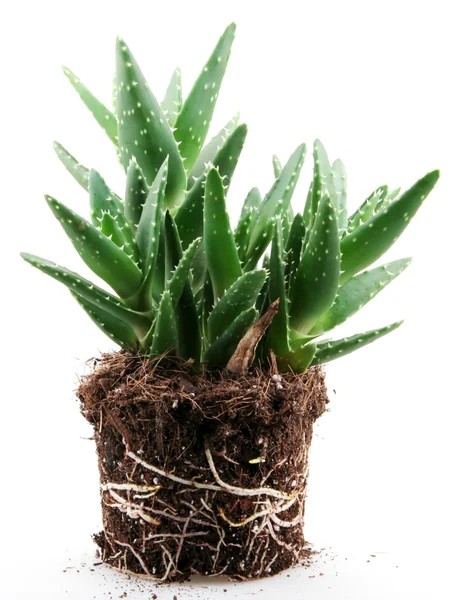 Aloe vera rostlina izolované na bílém — Stock fotografie