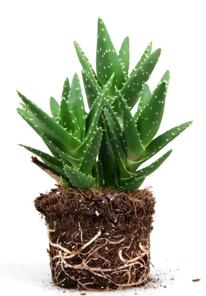 Aloe vera rostlina izolované na bílém — Stock fotografie