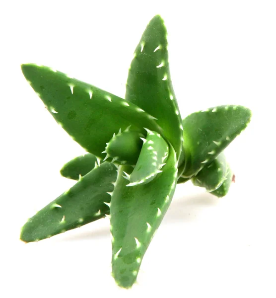 Aloe vera bitkisi beyaz üzerine izole — Stok fotoğraf