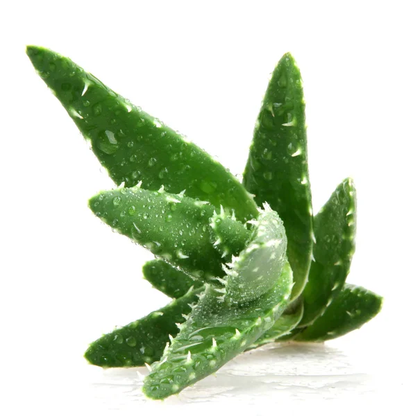 aloe vera bitkisi beyaz üzerine izole