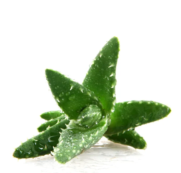 Aloe vera bitkisi beyaz üzerine izole — Stok fotoğraf