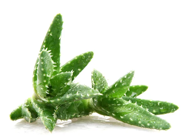 Aloe vera plante isolée sur blanc — Photo