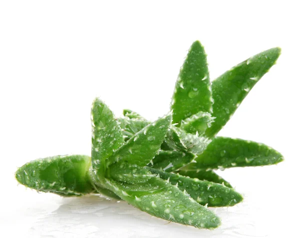 Aloe vera plant isolated on white — Stock Photo, Image