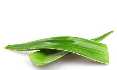 aloe vera bitkisi beyaz üzerine izole