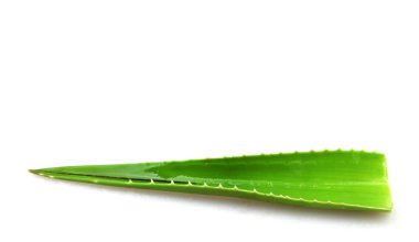 aloe vera bitkisi beyaz üzerine izole