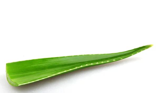 Planta de aloe vera aislada en blanco —  Fotos de Stock