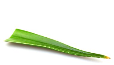 Beyaz izole aloe tesisi