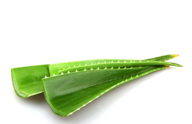 Beyaz izole aloe tesisi