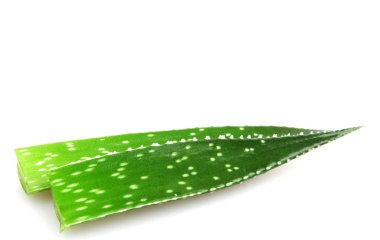Beyaz izole aloe tesisi