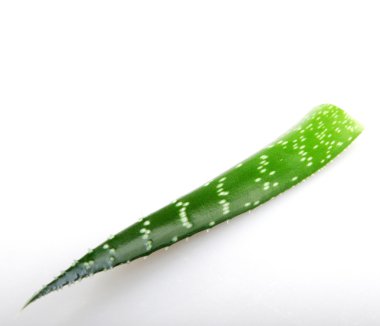 Beyaz izole aloe tesisi