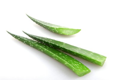 Beyaz izole aloe tesisi