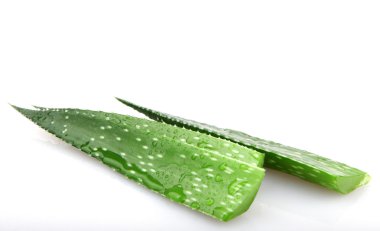 Beyaz izole aloe tesisi