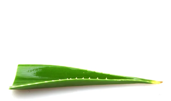 Aloe Pflanze isoliert auf weiß — Stockfoto