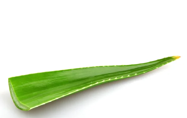 Aloesu roślin na białym tle — Zdjęcie stockowe