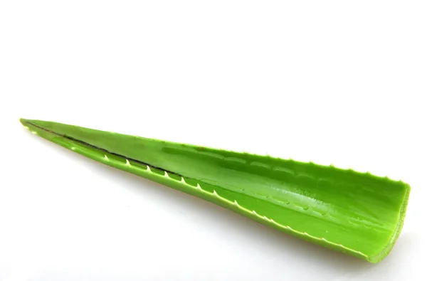 Planta de aloe aislada en blanco — Foto de Stock