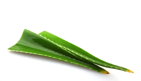 Aloe planta isolada em branco — Fotografia de Stock