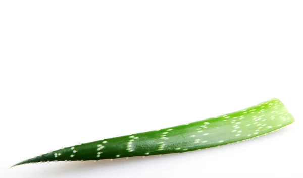 알로에 식물 흰색 절연 — 스톡 사진