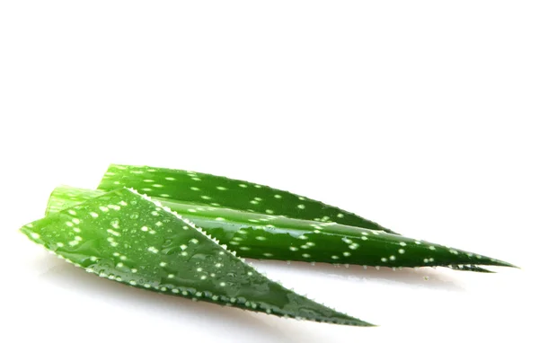 Aloe plant isolated on white — Stock Photo, Image