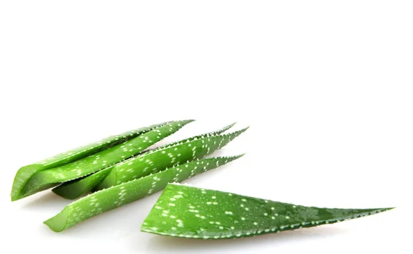 Aloe Pflanze isoliert auf weiß — Stockfoto