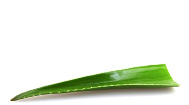 Aloe Vera tesisi - renkli görüntü