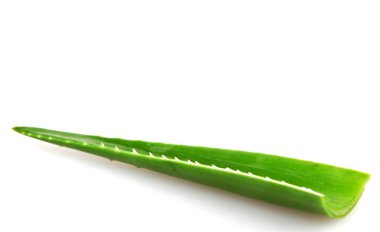 Aloe Vera tesisi - renkli görüntü
