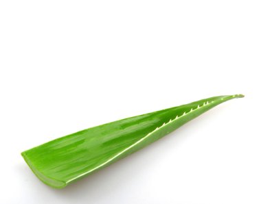 Aloe Vera tesisi - renkli görüntü