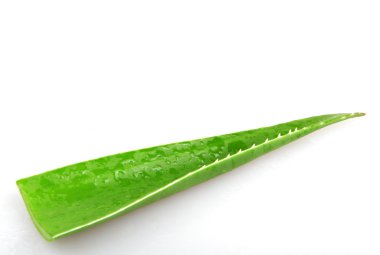 Aloe Vera tesisi - renkli görüntü