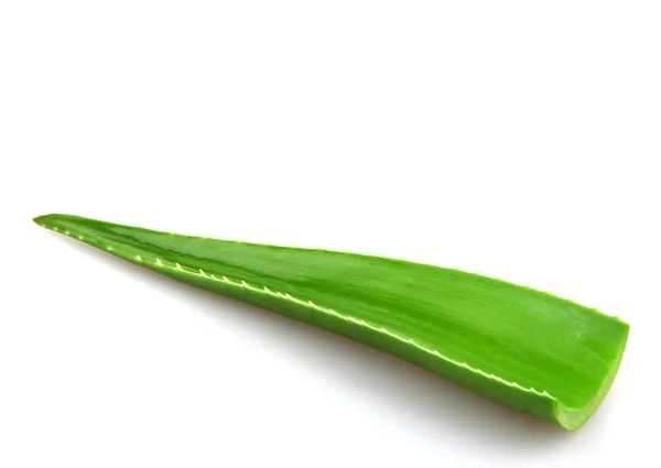 Aloe Vera Plant - kolor obrazu — Zdjęcie stockowe