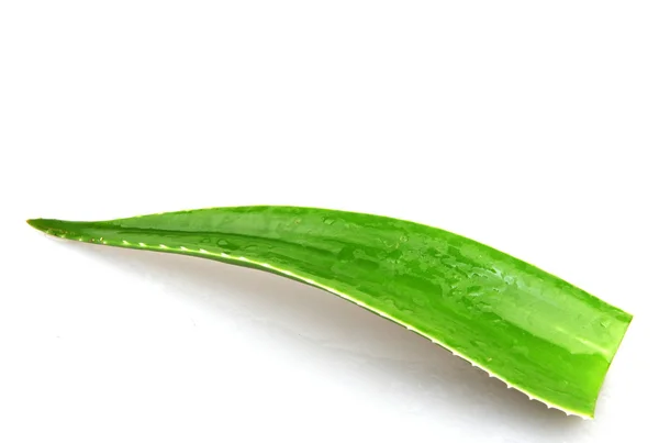 Aloe Vera Plant Color Image — Stok Foto