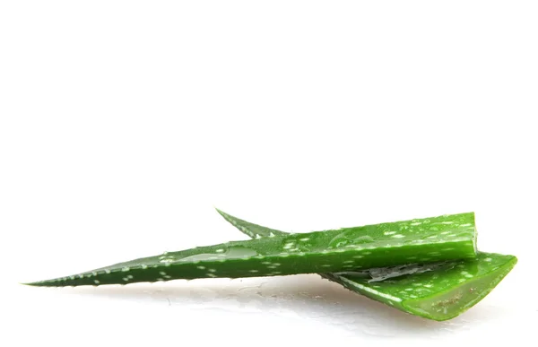 Tumbuhan vera aloe — Stok Foto