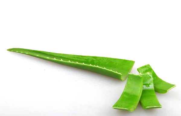 Planta Aloe Vera - Imagem a cores — Fotografia de Stock