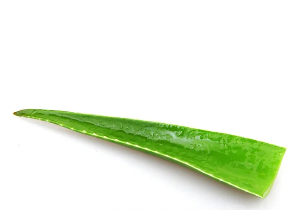 Aloe Vera Planta - färgbild — Stockfoto