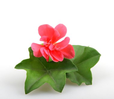 Sardunya Sardunya çiçekleri - renkli görüntü