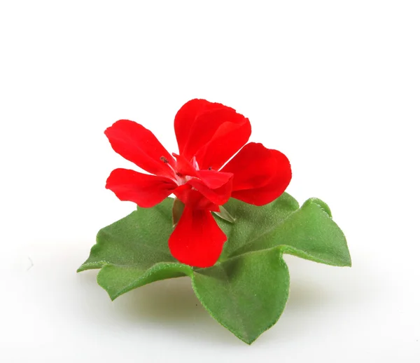 Geranium Pelargonium bloemen - kleurenafbeelding — Stockfoto