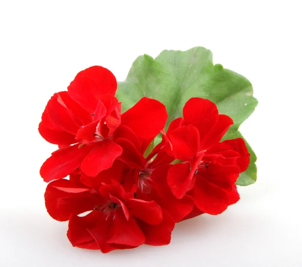 Pelargon Pelargonium blommor - färgbild — Stockfoto