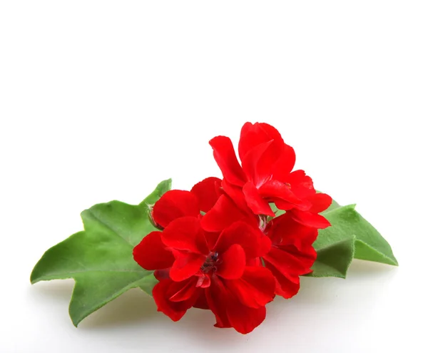 Flores de pelargonio de geranio - Imagen en color —  Fotos de Stock