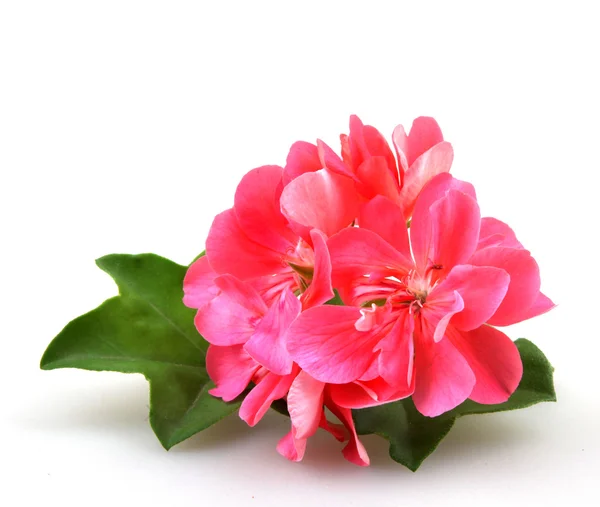 Fleurs de géranium pélargonium - Image couleur — Photo