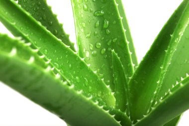 Aloe Vera beyaz - renkli görüntü