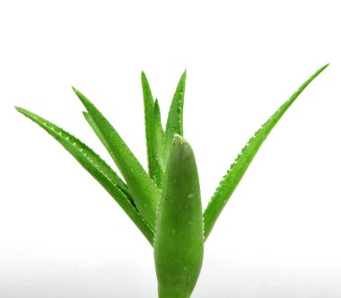 Aloe Vera beyaz - renkli görüntü
