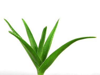 Aloe Vera beyaz - renkli görüntü