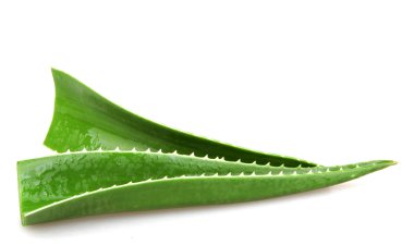 Aloe Vera beyaz - renkli görüntü
