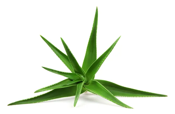 Aloe Vera, a fehér - színes kép — Stock Fotó