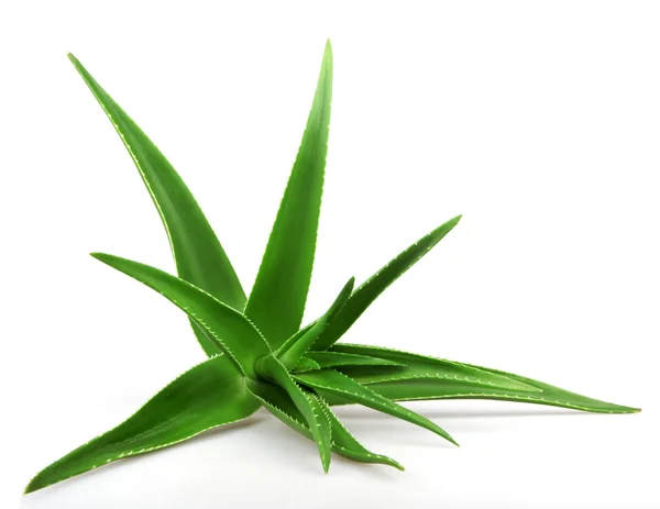 Aloe Vera beyaz - renkli görüntü — Stok fotoğraf