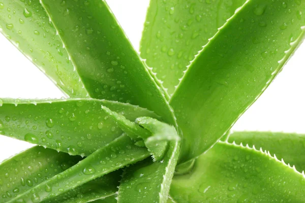 Aloe Vera On White - Color Image — Stok Foto