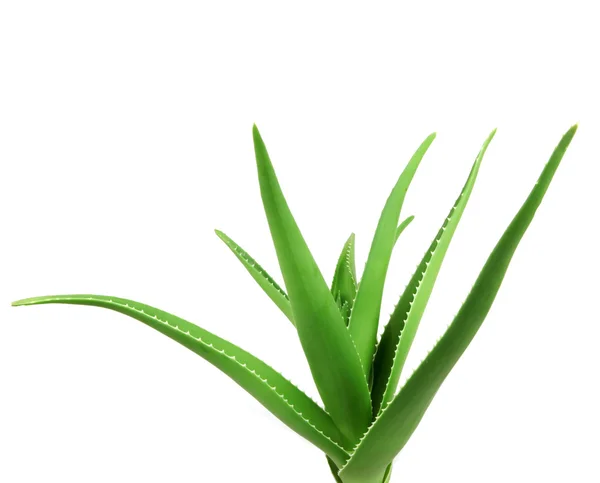 Aloe Vera na białe - kolor obrazu — Zdjęcie stockowe