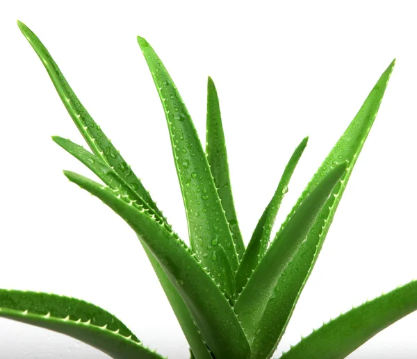 Aloe Vera en blanco - Imagen en color —  Fotos de Stock
