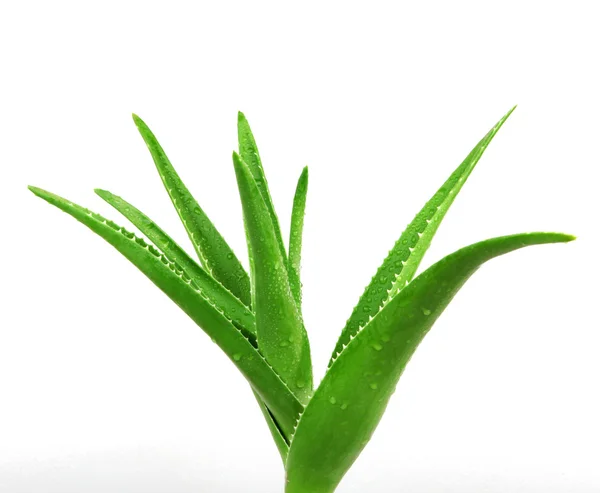 Aloe Vera su bianco - Immagine a colori — Foto Stock