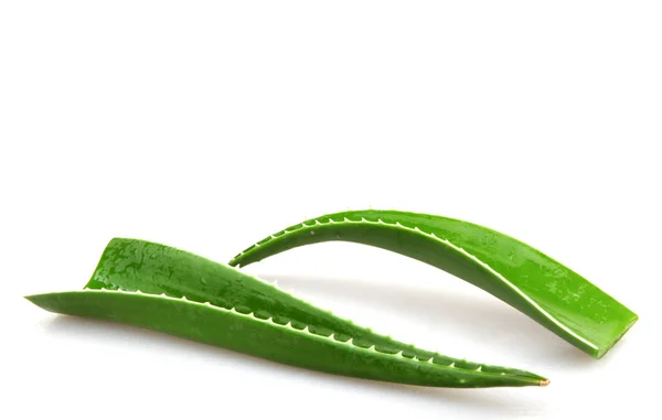 Aloe Vera på vit - färgbild — Stockfoto