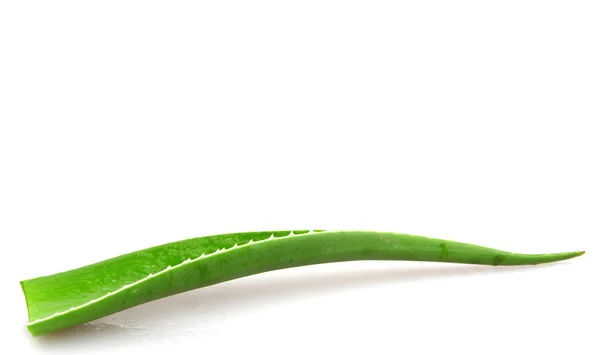 Aloe Vera på vit - färgbild — Stockfoto