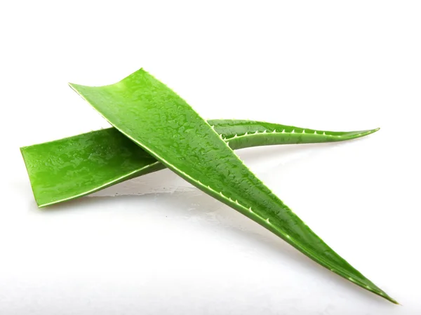 Aloe Vera σε λευκό - έγχρωμη εικόνα — Φωτογραφία Αρχείου